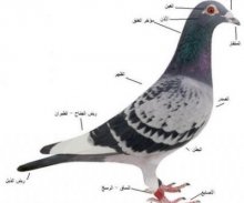 دراسة مبسطة في علم أحياء الحمام