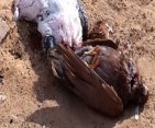 زيارة الاستاذ / ياسر عز والاستاذ/ هانى عبد الواحد للامبراطور المصرى احمد الكورى