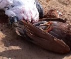 اخبار هواة الحمام